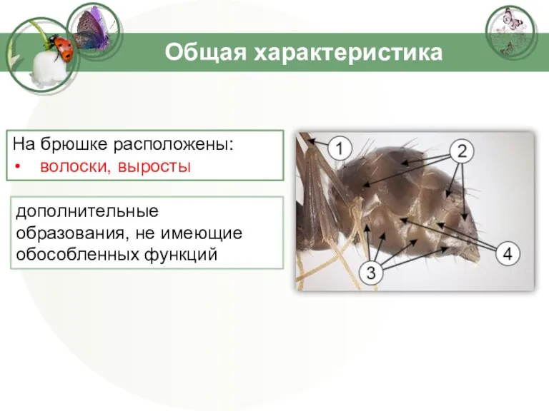 Общая характеристика дополнительные образования, не имеющие обособленных функций На брюшке расположены: волоски, выросты