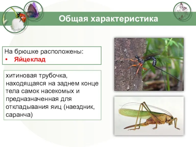 Общая характеристика хитиновая трубочка, находящаяся на заднем конце тела самок