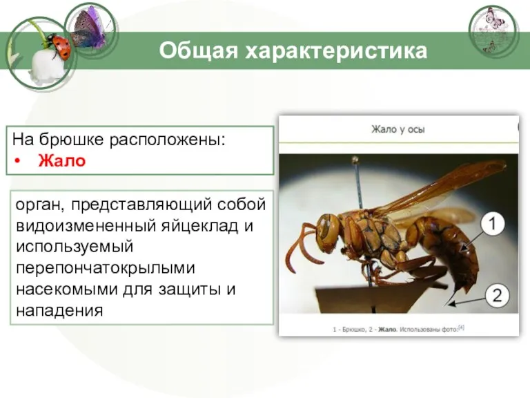 Общая характеристика орган, представляющий собой видоизмененный яйцеклад и используемый перепончатокрылыми