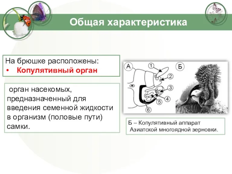 Общая характеристика орган насекомых, предназначенный для введения семенной жидкости в