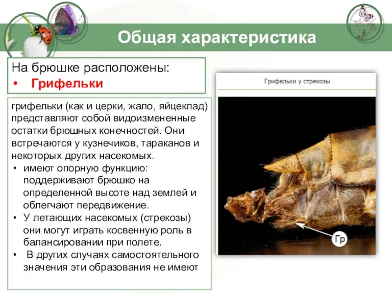 Общая характеристика грифельки (как и церки, жало, яйцеклад) представляют собой