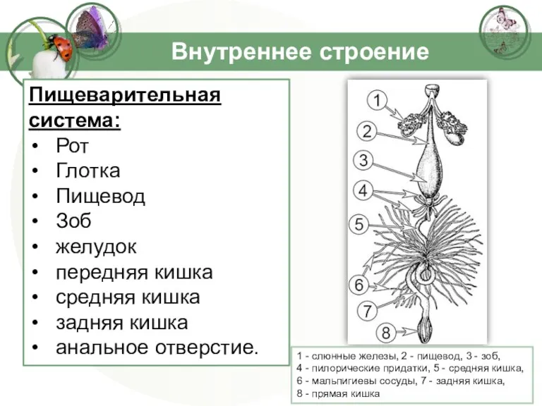 Внутреннее строение Пищеварительная система: Рот Глотка Пищевод Зоб желудок передняя