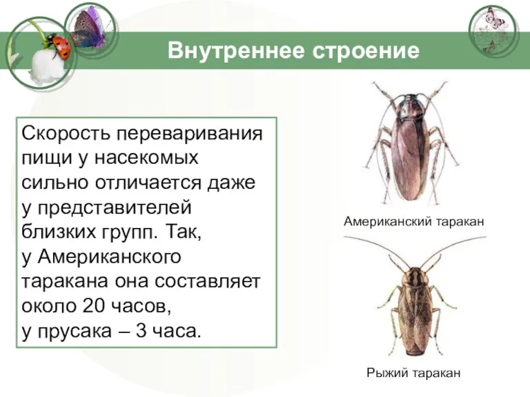 Внутреннее строение Скорость переваривания пищи у насекомых сильно отличается даже