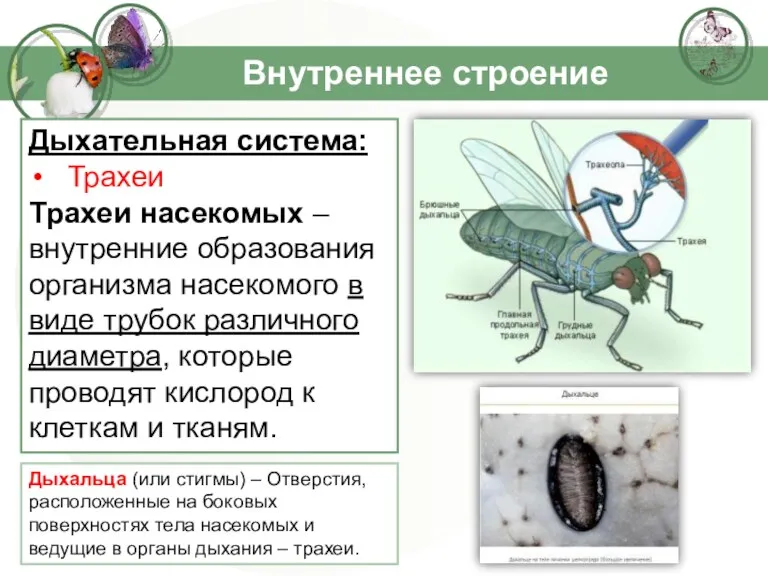 Внутреннее строение Дыхательная система: Трахеи Трахеи насекомых – внутренние образования