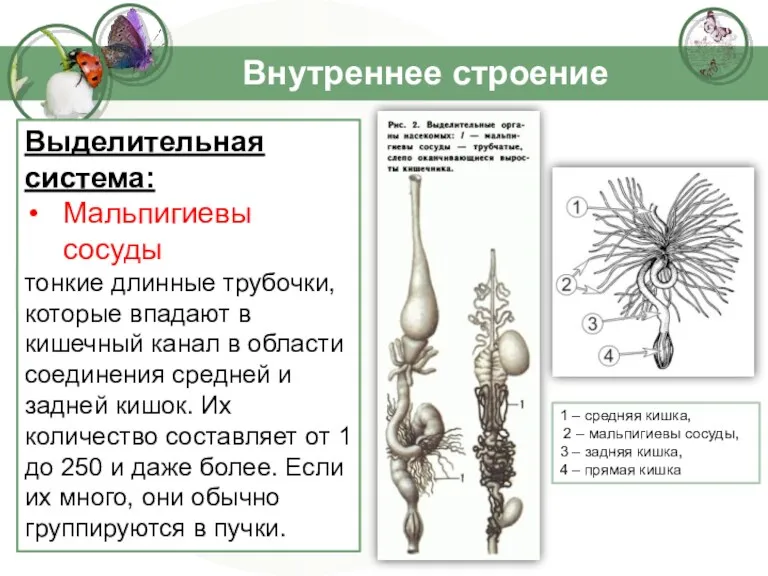 Внутреннее строение Выделительная система: Мальпигиевы сосуды тонкие длинные трубочки, которые