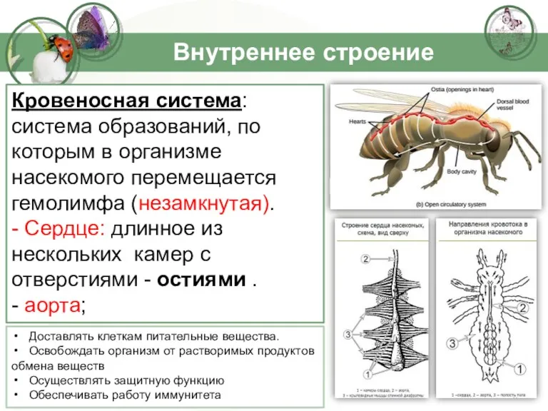 Внутреннее строение Кровеносная система: система образований, по которым в организме