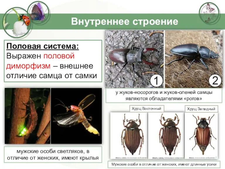 Внутреннее строение Половая система: Выражен половой диморфизм – внешнее отличие