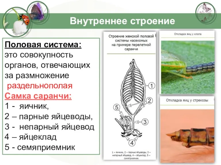 Внутреннее строение Половая система: это совокупность органов, отвечающих за размножение