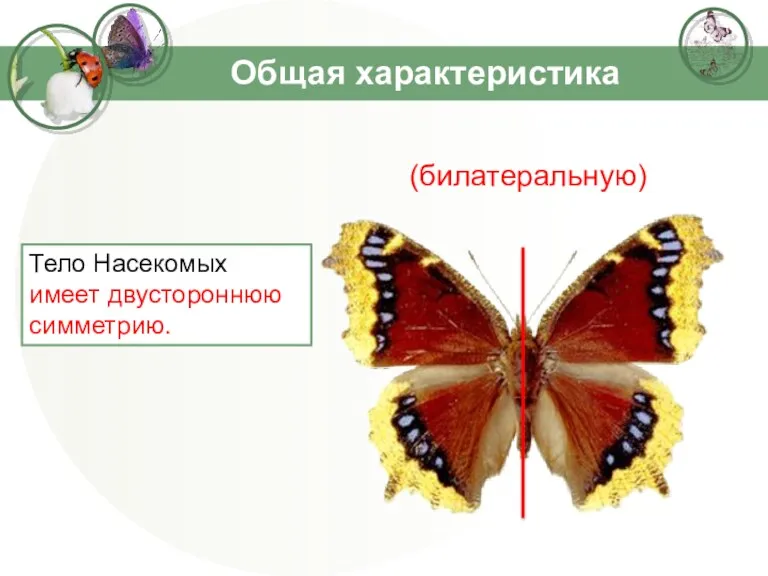 Общая характеристика Тело Насекомых имеет двустороннюю симметрию. (билатеральную)