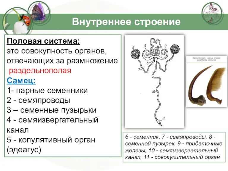 Внутреннее строение Половая система: это совокупность органов, отвечающих за размножение