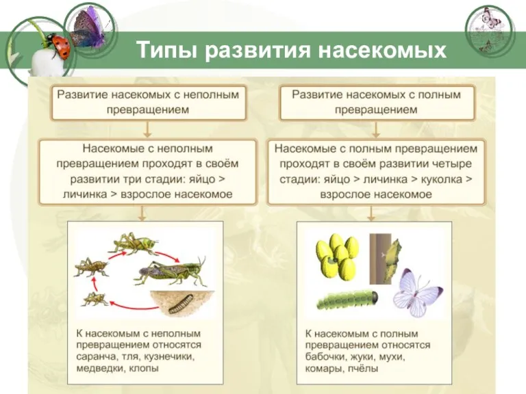 Типы развития насекомых