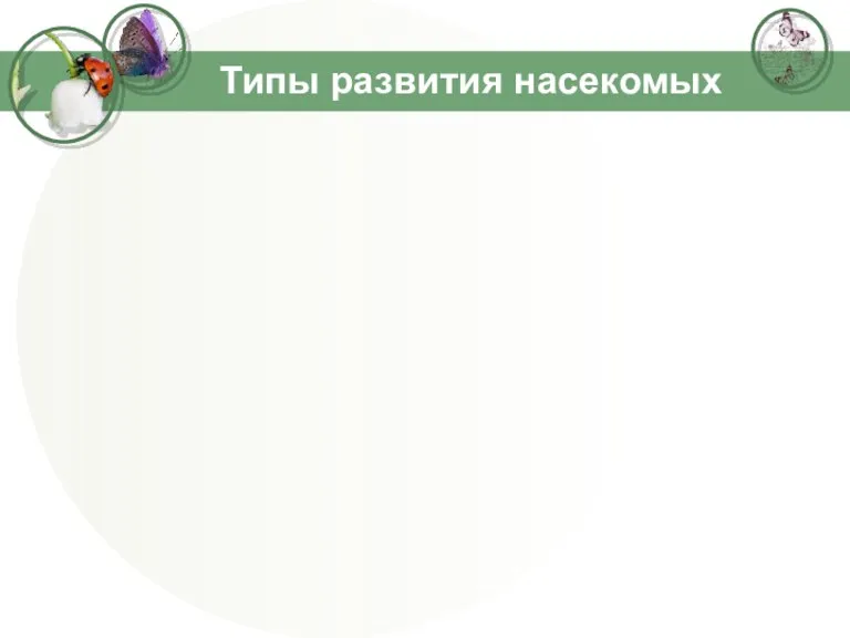 Типы развития насекомых