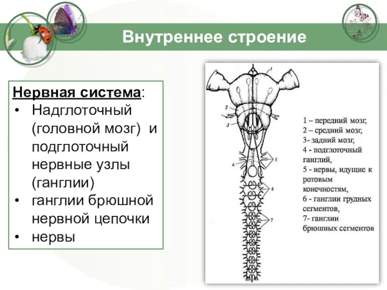 Внутреннее строение Нервная система: Надглоточный (головной мозг) и подглоточный нервные