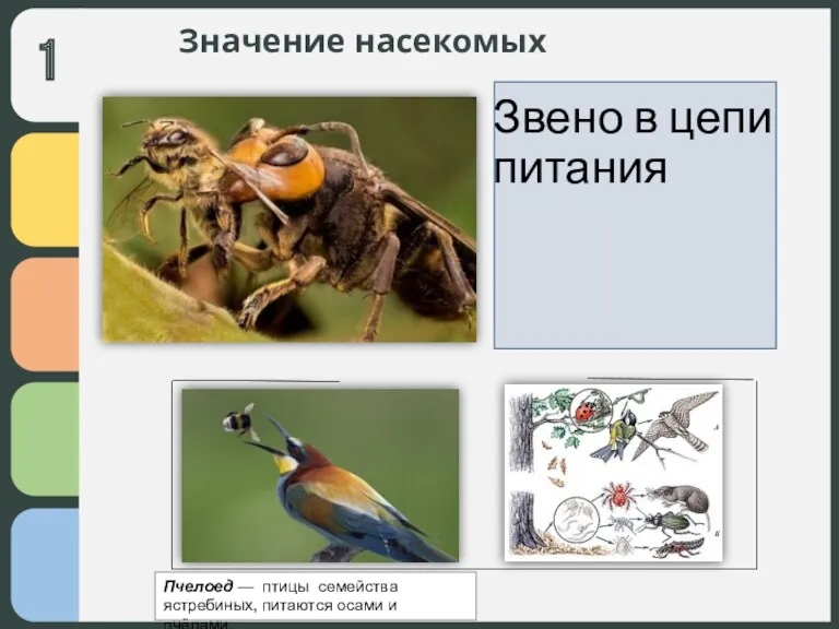 Значение насекомых Звено в цепи питания Пчелоед — птицы семейства ястребиных, питаются осами и пчёлами.