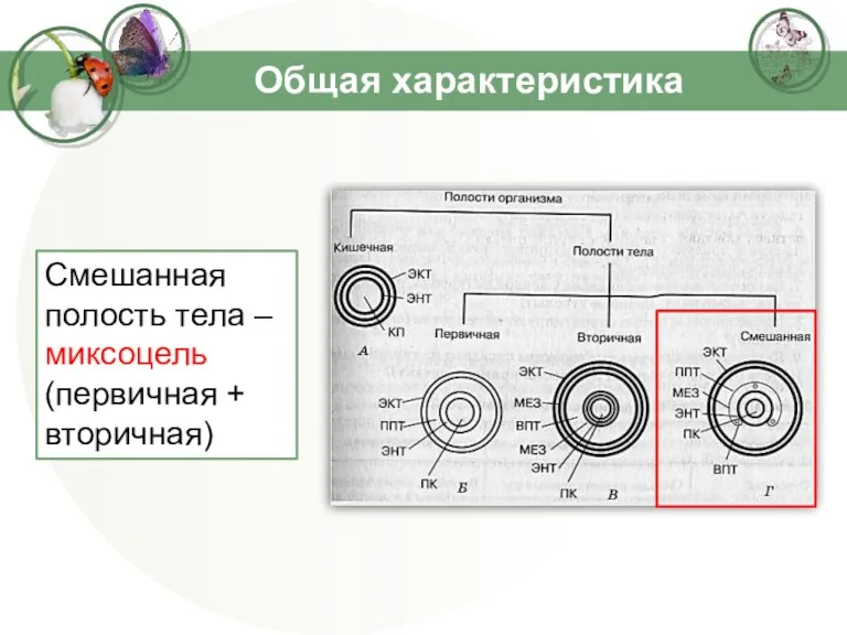 Общая характеристика Смешанная полость тела – миксоцель (первичная + вторичная)