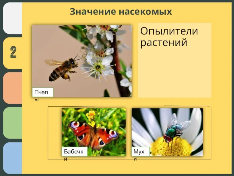 Опылители растений Значение насекомых Пчелы Бабочки Мухи