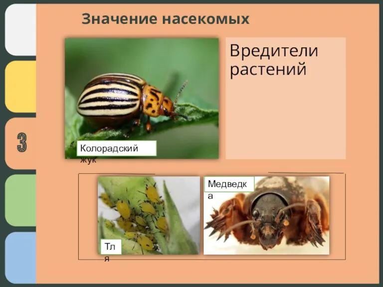 Вредители растений Значение насекомых Колорадский жук Тля Медведка