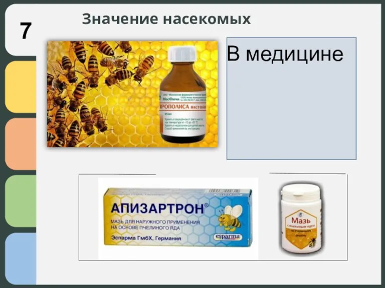 Значение насекомых В медицине 7