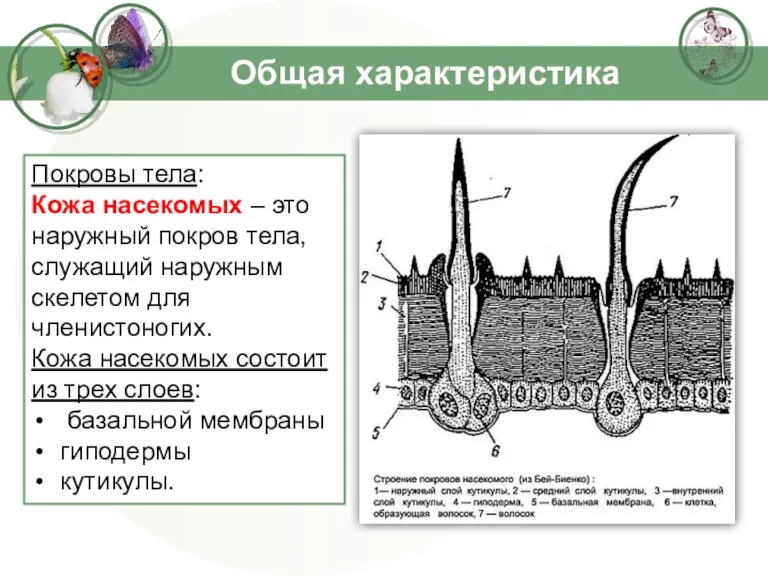 Общая характеристика Покровы тела: Кожа насекомых – это наружный покров