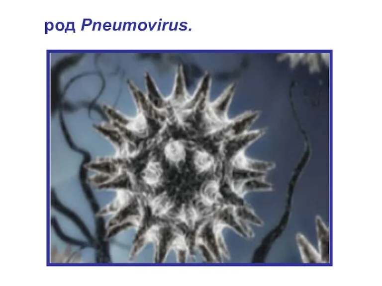 род Pneumovirus.