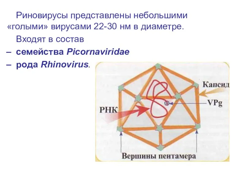 Риновирусы представлены небольшими «голыми» вирусами 22-30 нм в диаметре. Входят в состав семейства Picornaviridae рода Rhinovirus.