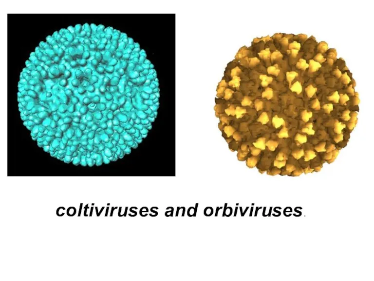 coltiviruses and orbiviruses.