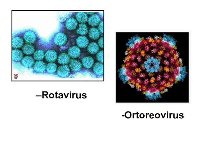 Rotavirus -Ortoreovirus