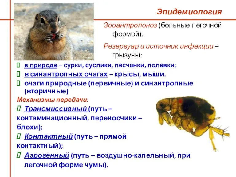 Эпидемиология в природе – сурки, суслики, песчанки, полевки; в синантропных