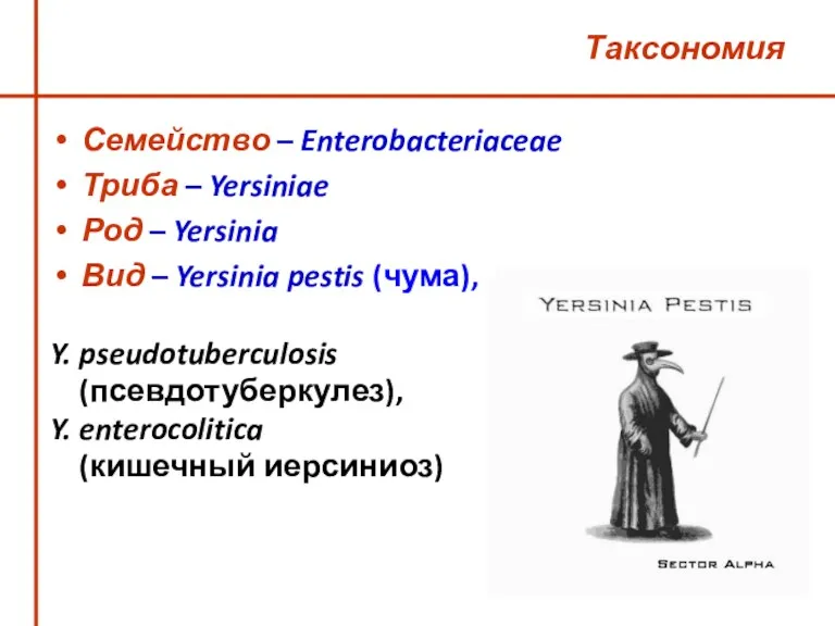 Таксономия Семейство – Enterobacteriaceae Триба – Yersiniae Род – Yersinia