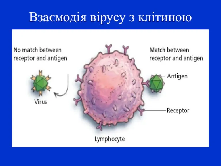 Взаємодія вірусу з клітиною