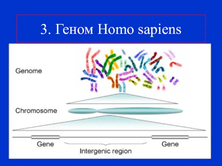 3. Геном Homo sapiens
