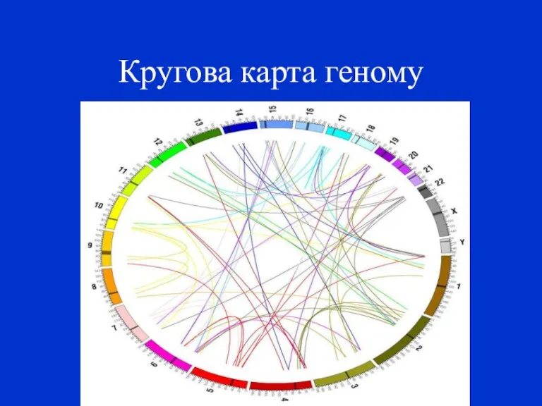 Кругова карта геному