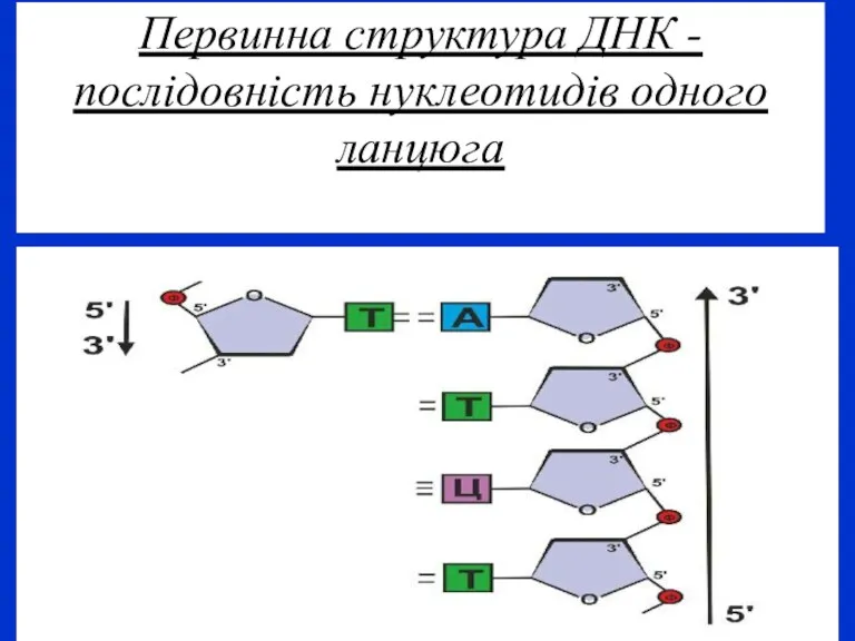 Первинна структура ДНК - послідовність нуклеотидів одного ланцюга