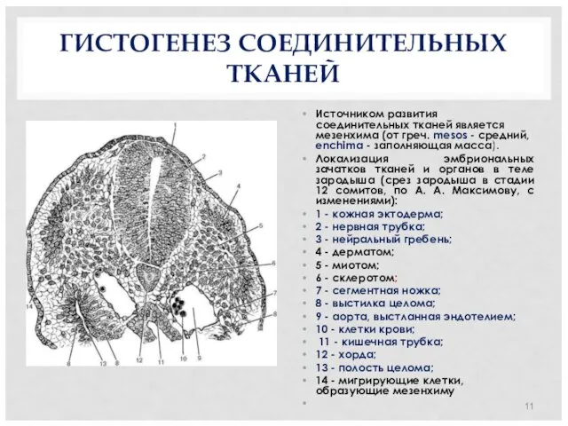 ГИСТОГЕНЕЗ СОЕДИНИТЕЛЬНЫХ ТКАНЕЙ Источником развития соединительных тканей является мезенхима (от