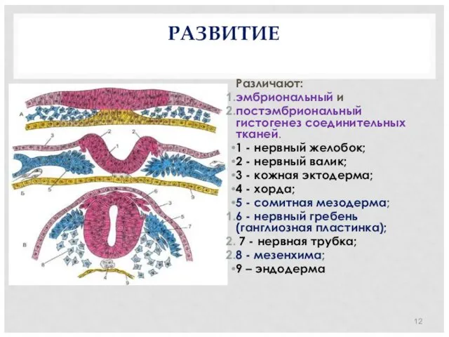 РАЗВИТИЕ Различают: эмбриональный и постэмбриональный гистогенез соединительных тканей. 1 -