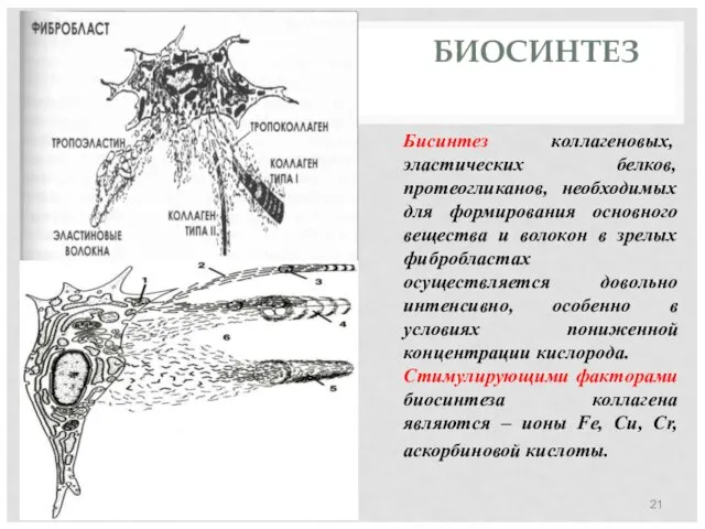 БИОСИНТЕЗ Бисинтез коллагеновых, эластических белков, протеогликанов, необходимых для формирования основного