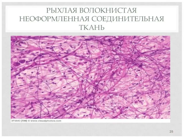 РЫХЛАЯ ВОЛОКНИСТАЯ НЕОФОРМЛЕННАЯ СОЕДИНИТЕЛЬНАЯ ТКАНЬ