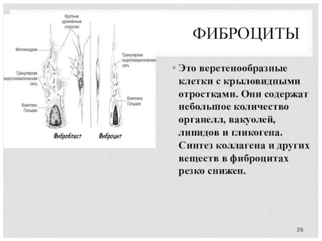 ФИБРОЦИТЫ Это веретенообразные клетки с крыловидными отростками. Они содержат небольшое