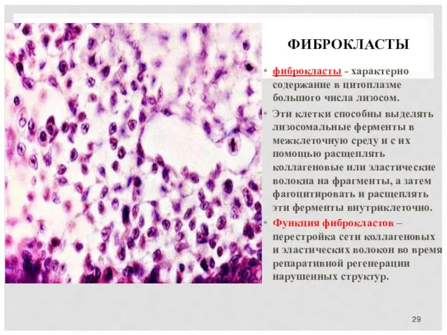 ФИБРОКЛАСТЫ фиброкласты - характерно содержание в цитоплазме большого числа лизосом.
