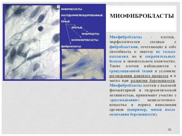 МИОФИБРОБЛАСТЫ Миофибробласты - клетки, морфологически сходные с фибробластами, сочетающие в