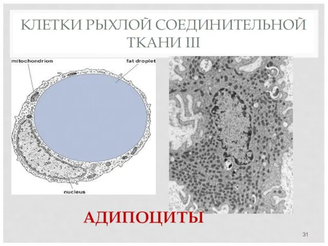 КЛЕТКИ РЫХЛОЙ СОЕДИНИТЕЛЬНОЙ ТКАНИ III АДИПОЦИТЫ