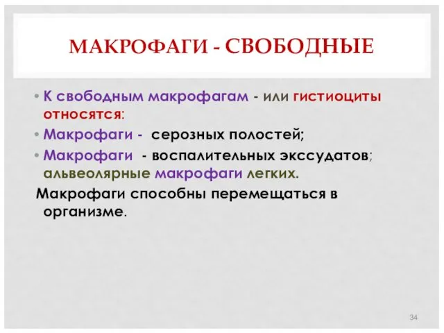 МАКРОФАГИ - СВОБОДНЫЕ К свободным макрофагам - или гистиоциты относятся: