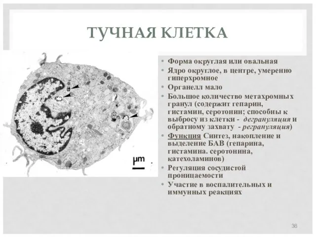 ТУЧНАЯ КЛЕТКА Форма округлая или овальная Ядро округлое, в центре,