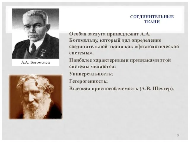 СОЕДИНИТЕЛЬНЫЕ ТКАНИ Особая заслуга принадлежит А.А. Богомольцу, который дал определение