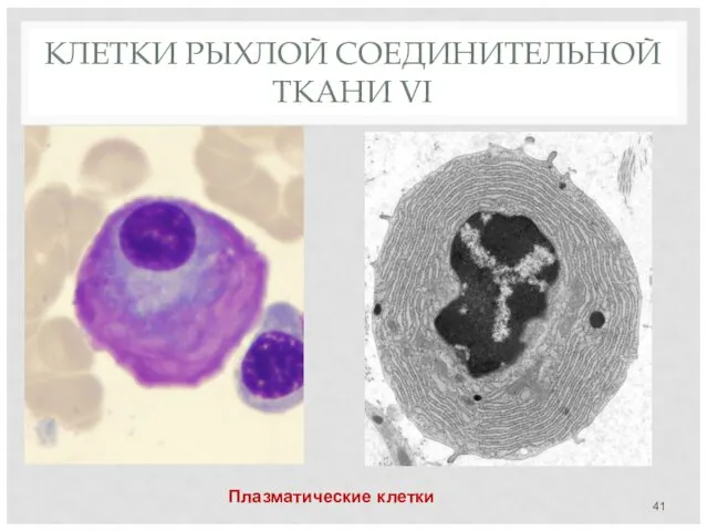 КЛЕТКИ РЫХЛОЙ СОЕДИНИТЕЛЬНОЙ ТКАНИ VI Плазматические клетки