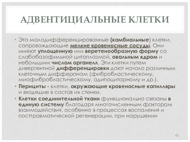 АДВЕНТИЦИАЛЬНЫЕ КЛЕТКИ Это малодифференцированные (камбиальные) клетки, сопровождающие мелкие кровеносные сосуды.