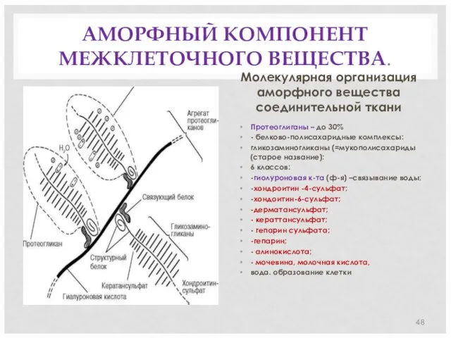 АМОРФНЫЙ КОМПОНЕНТ МЕЖКЛЕТОЧНОГО ВЕЩЕСТВА. Молекулярная организация аморфного вещества соединительной ткани