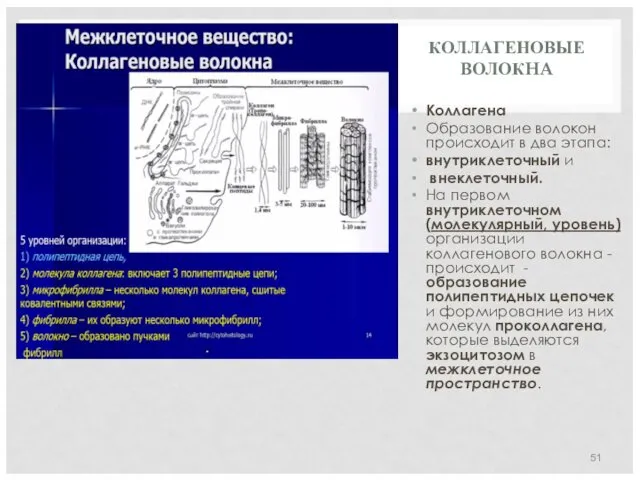 КОЛЛАГЕНОВЫЕ ВОЛОКНА Коллагена Образование волокон происходит в два этапа: внутриклеточный