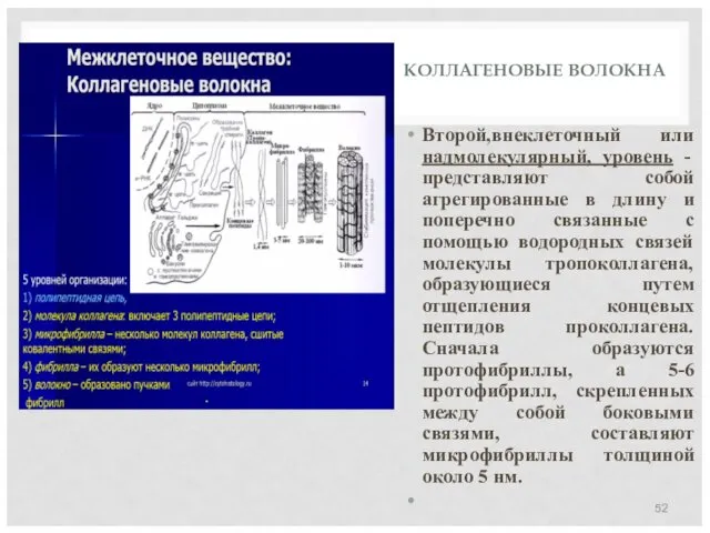 КОЛЛАГЕНОВЫЕ ВОЛОКНА Второй,внеклеточный или надмолекулярный, уровень - представляют собой агрегированные