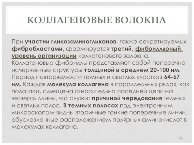 КОЛЛАГЕНОВЫЕ ВОЛОКНА При участии гликозаминогликанов, также секретируемых фибробластами, формируется третий,